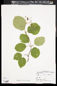 Viburnum dentatum var. lucidum image