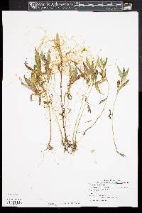 Cuscuta campestris image