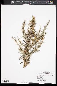 Cuscuta campestris image