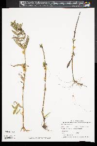 Cuscuta campestris image