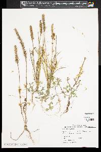 Cuscuta campestris image