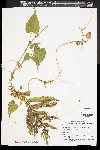 Cuscuta gronovii var. gronovii image