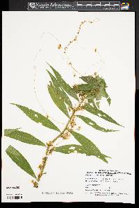 Cuscuta gronovii var. gronovii image