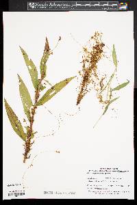 Cuscuta gronovii var. gronovii image