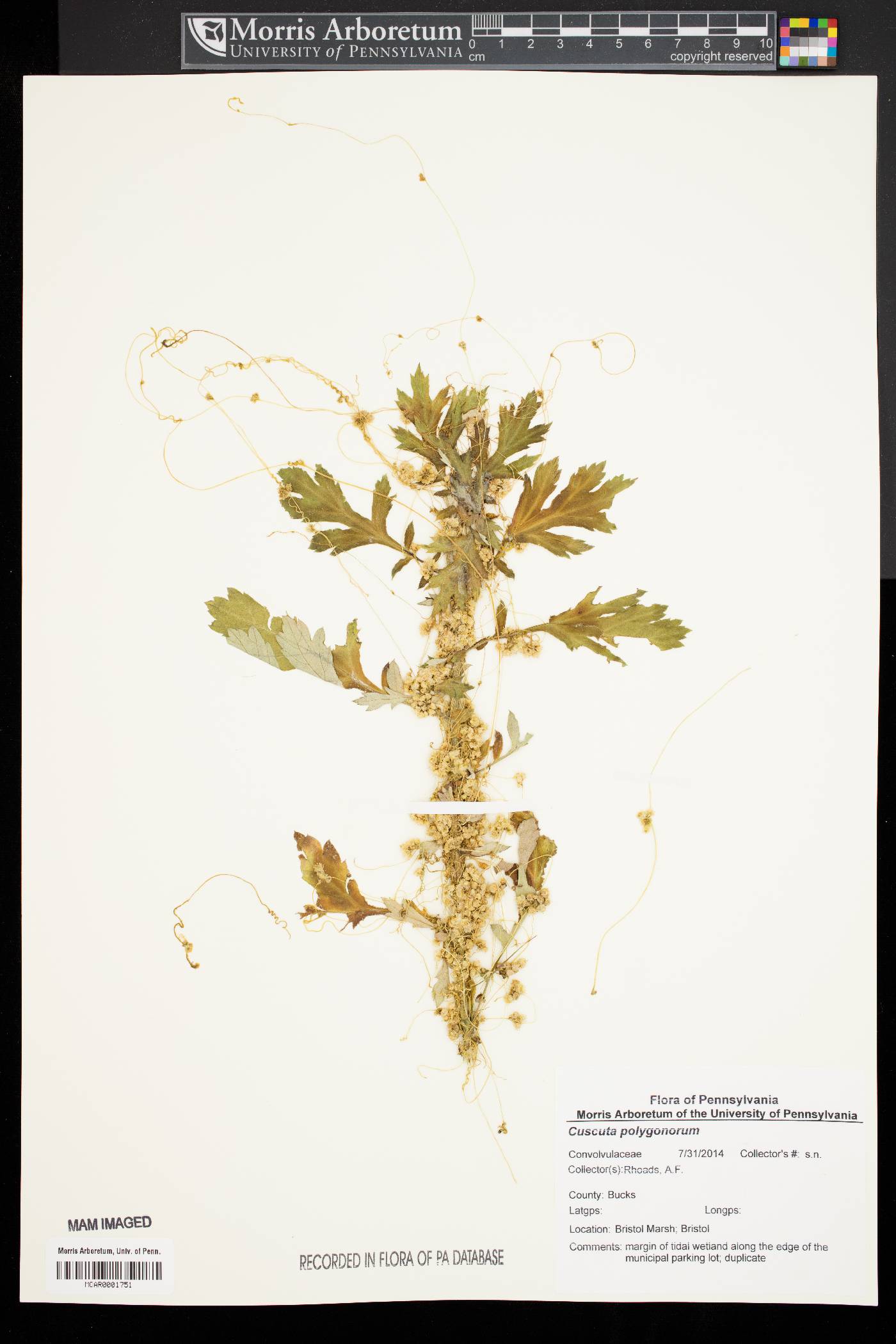 Cuscuta polygonorum image