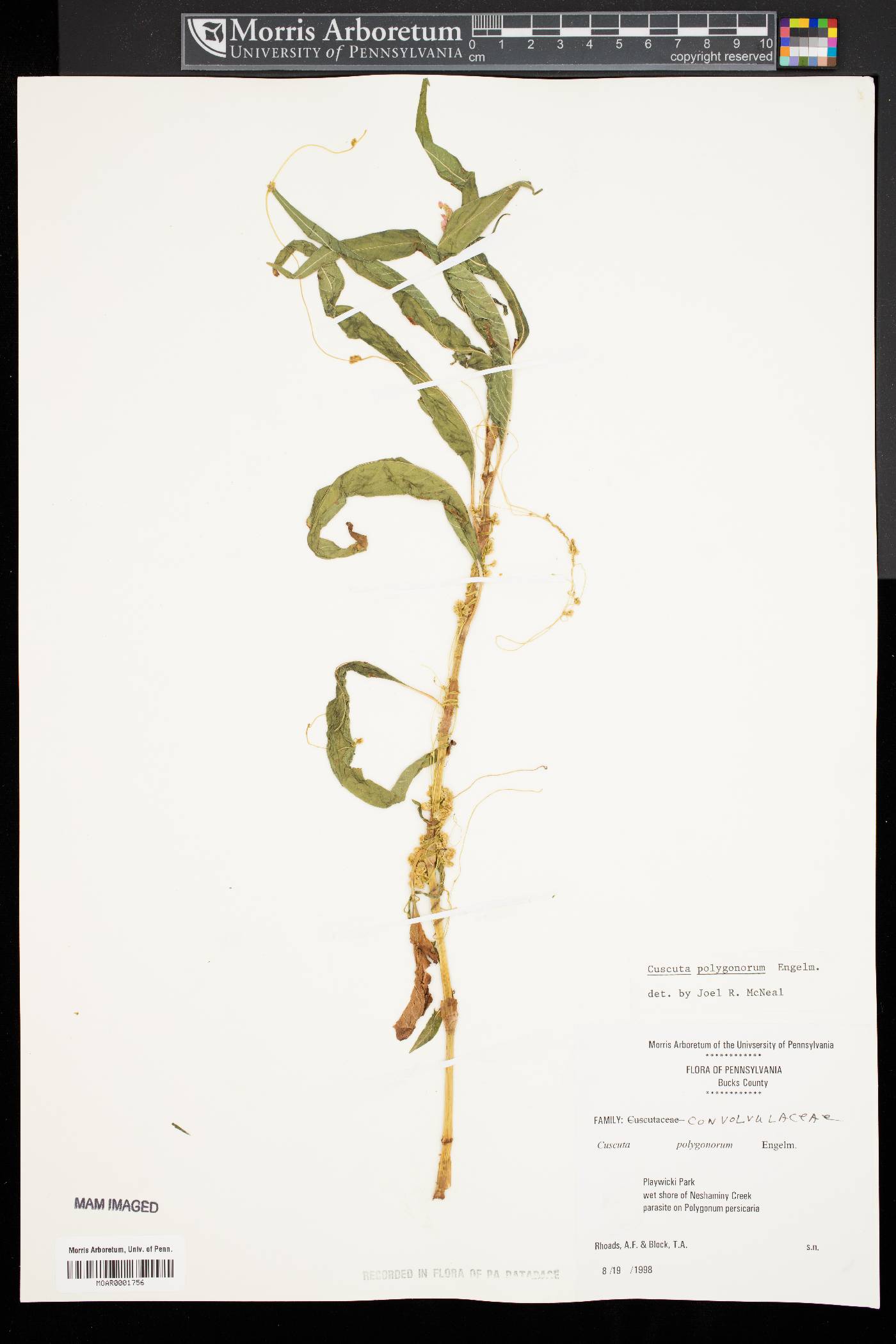 Cuscuta polygonorum image