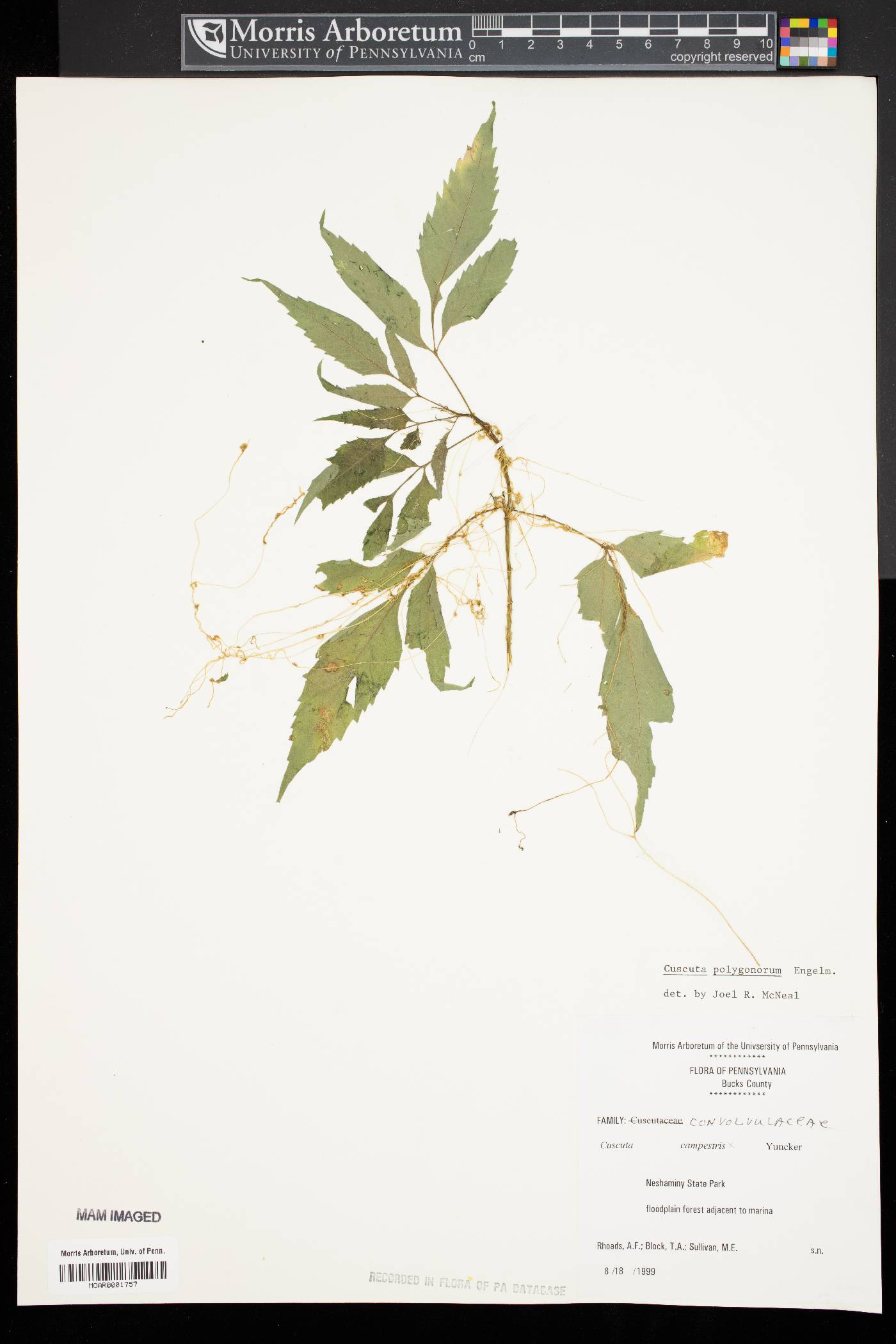 Cuscuta polygonorum image