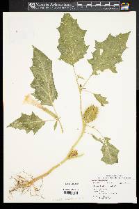 Datura stramonium image