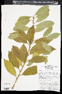 Ilex intermedia image