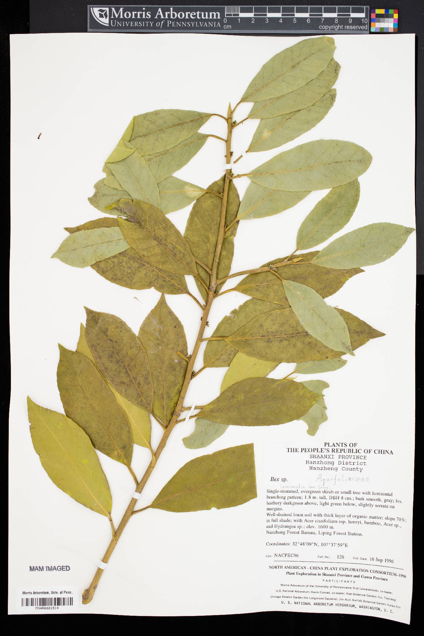 Ilex intermedia var. fangii image