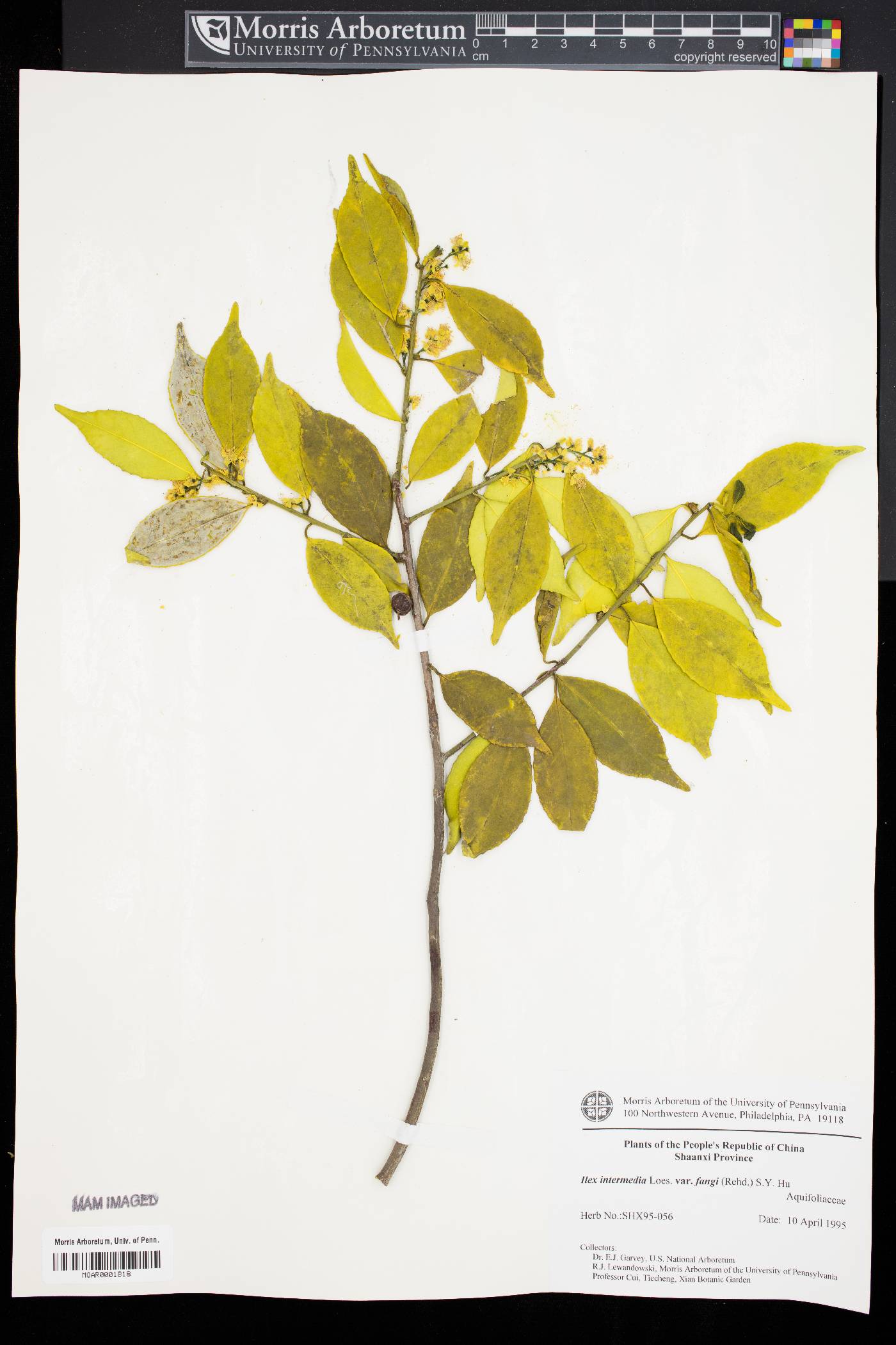 Ilex intermedia image
