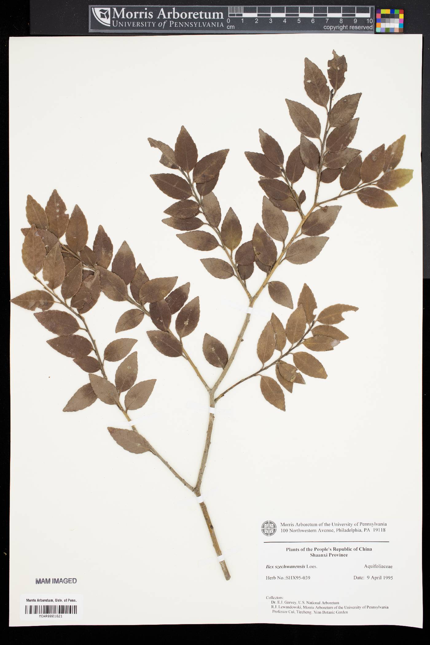 Ilex szechwanensis image
