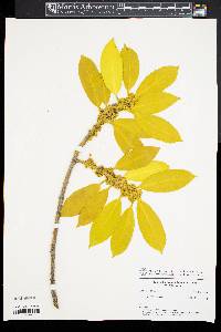 Ilex wilsonii image