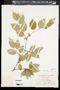 Ilex montana image