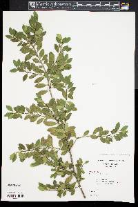 Ilex crenata image