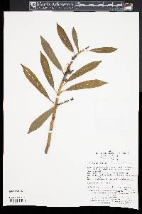 Ilex fargesii image