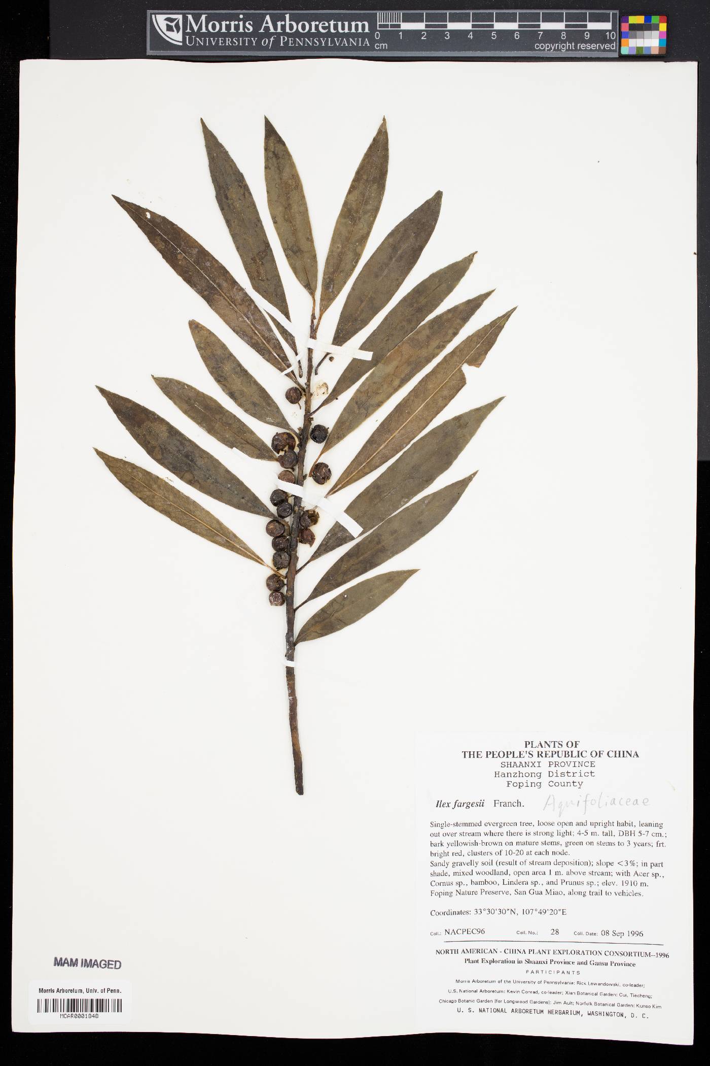 Ilex fargesii image