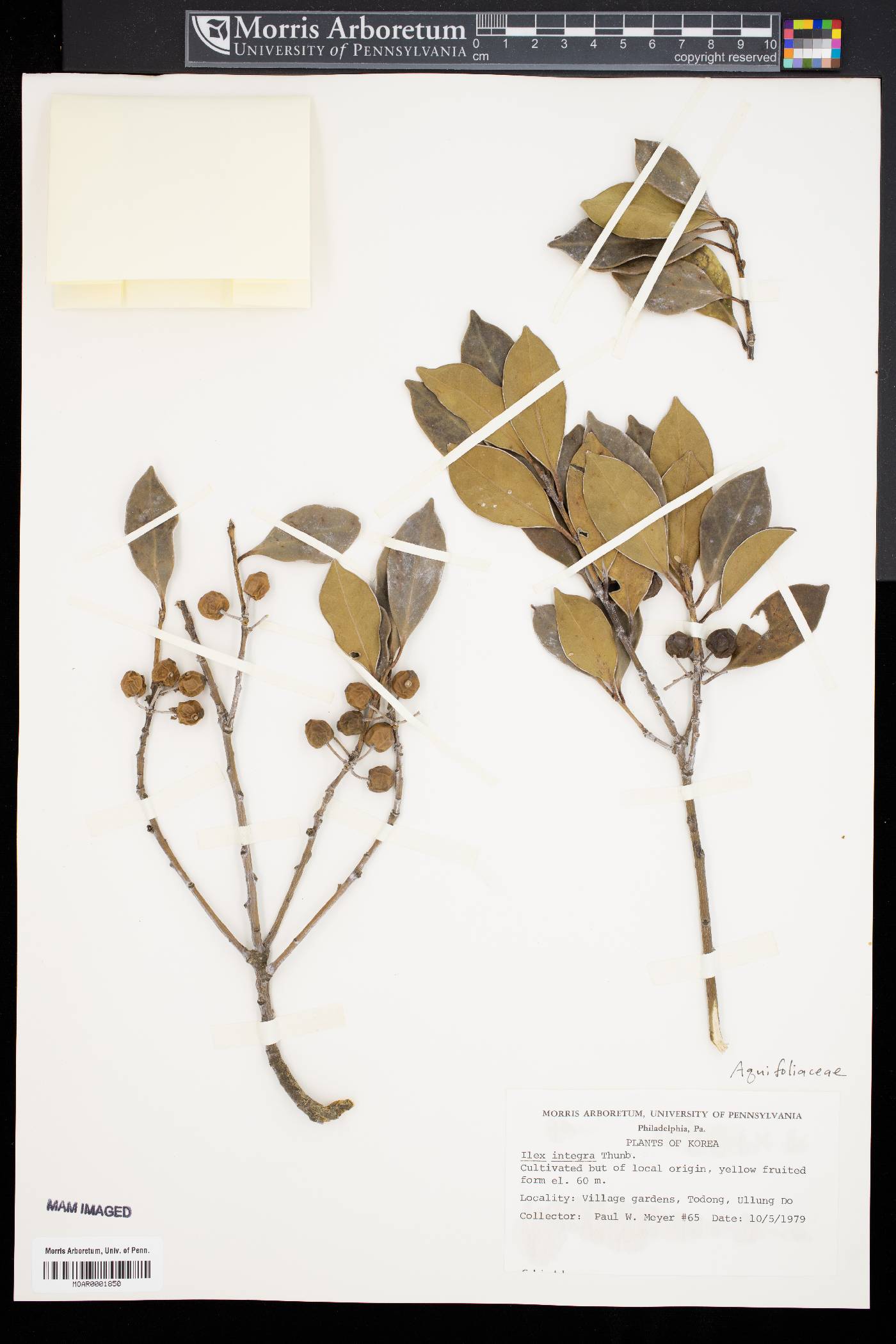 Ilex integra image