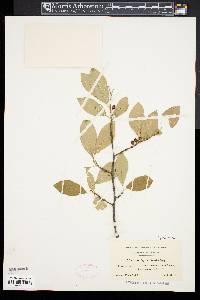 Ilex laevigata image