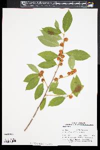 Ilex laevigata image