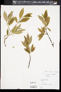 Ilex laevigata image