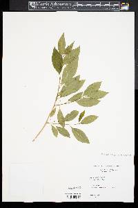 Ilex laevigata image