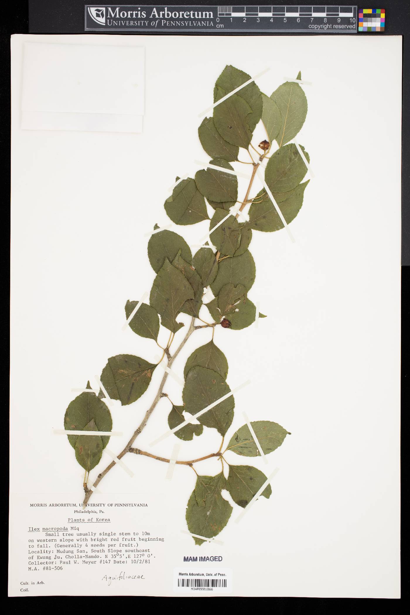 Ilex macropoda image