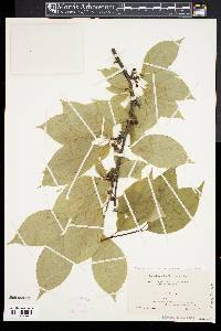 Ilex montana image