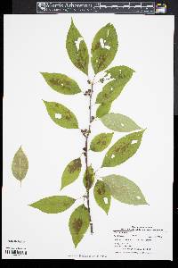 Ilex montana image