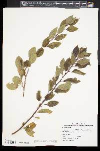 Ilex mucronata image