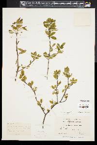 Ilex mucronata image