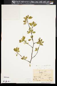 Ilex mucronata image