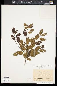 Ilex mucronata image