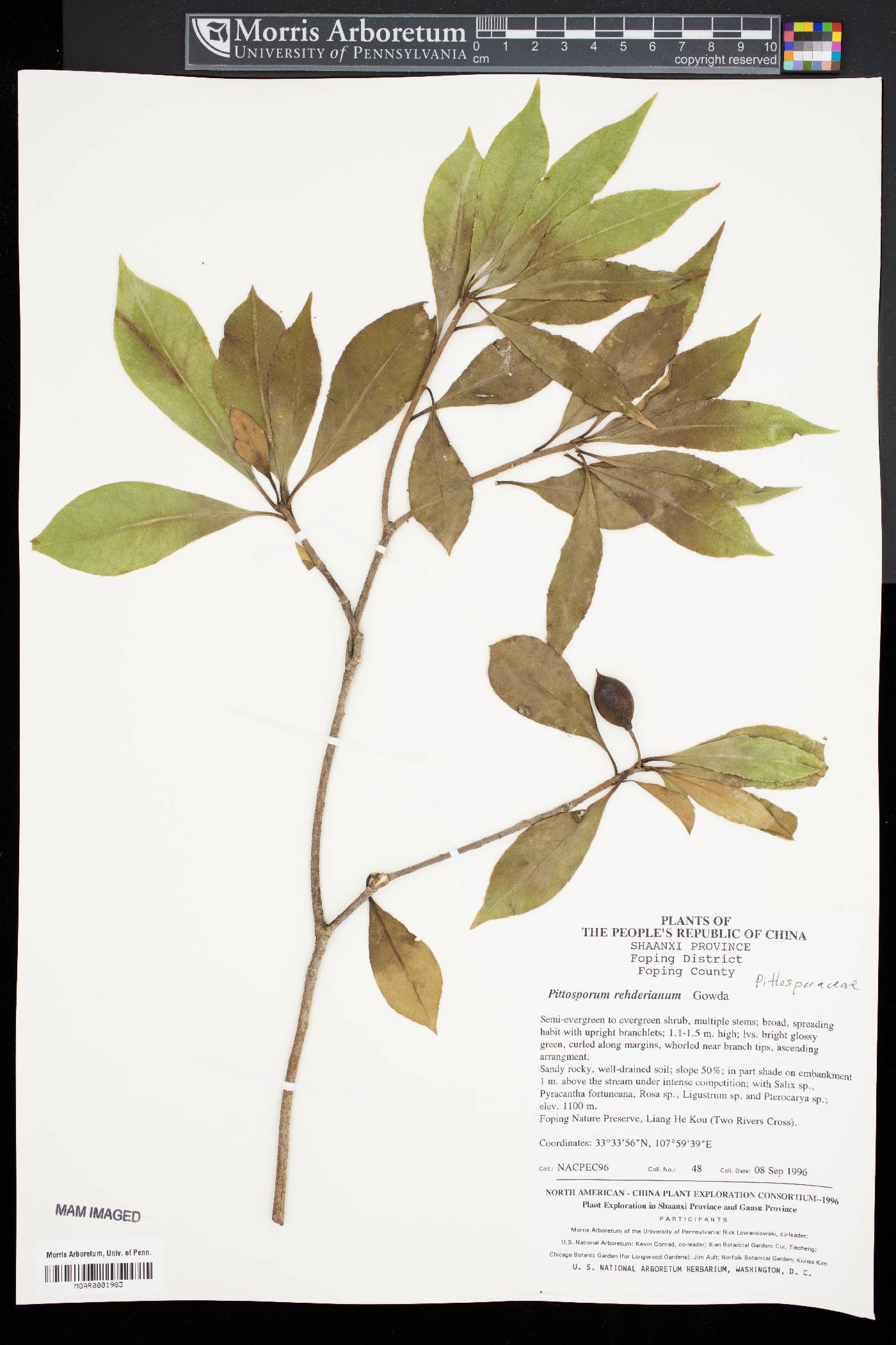 Pittosporum rehderianum image