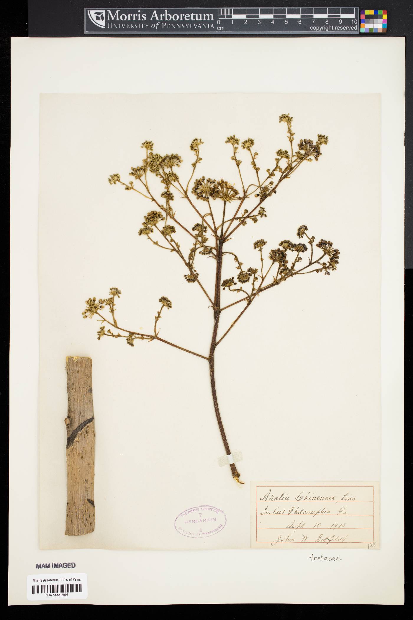 Aralia chinensis image