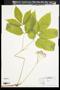 Aralia nudicaulis image