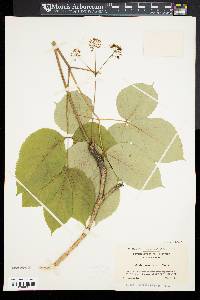 Aralia nudicaulis image