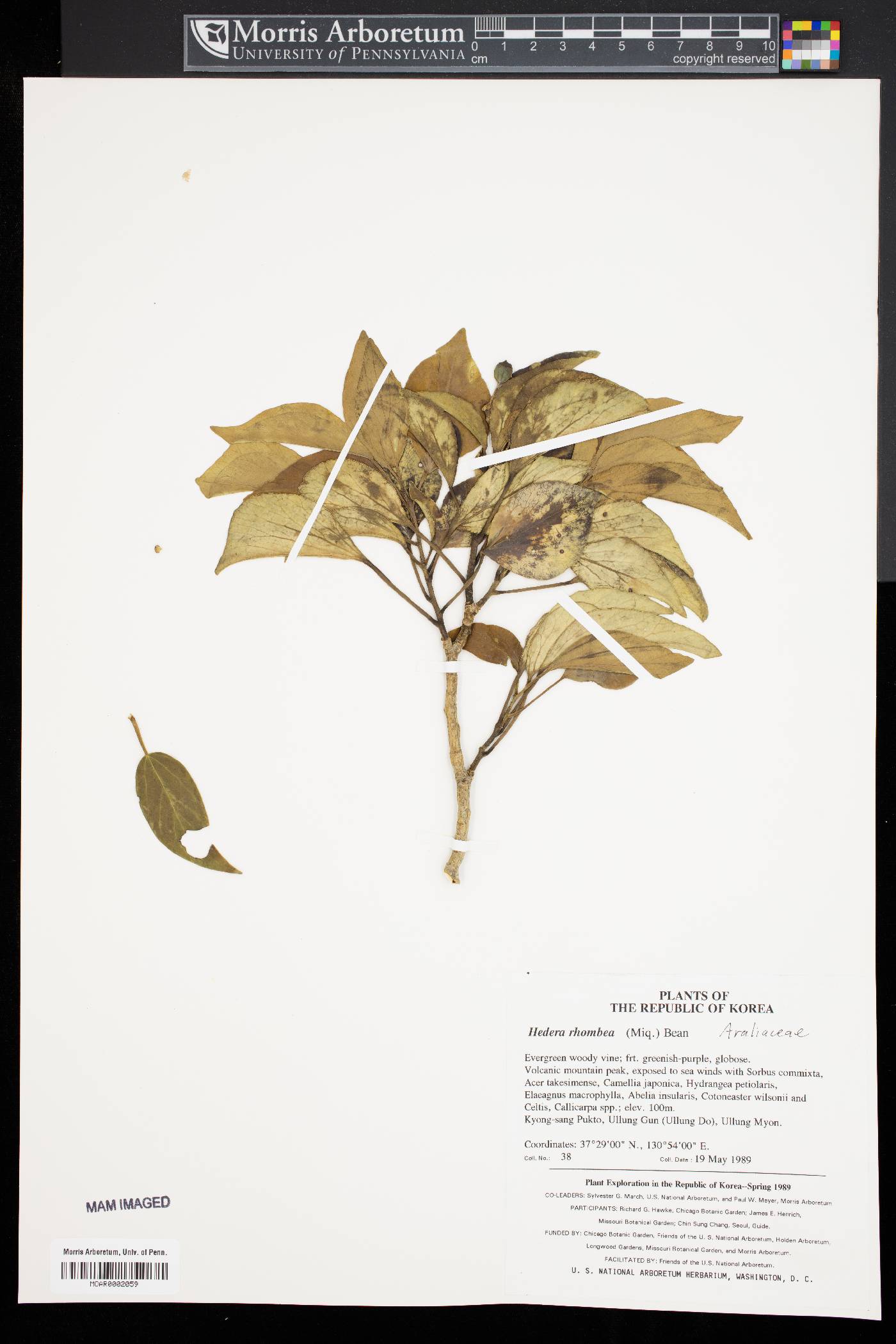 Hedera rhombea image