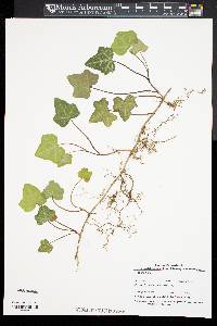 Hedera helix image