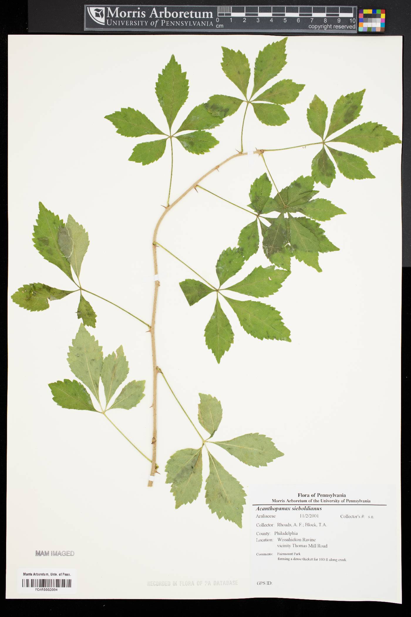 Acanthopanax sieboldianus image