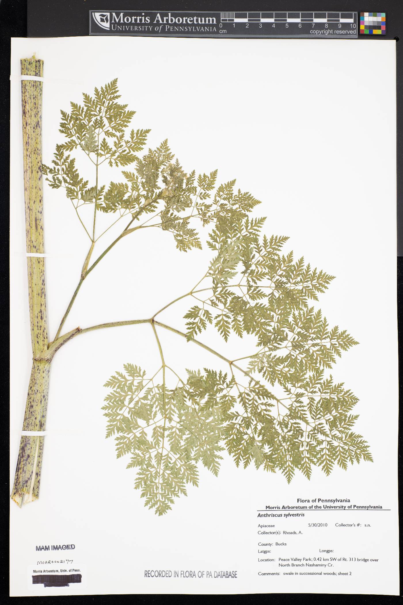 Anthriscus sylvestris image