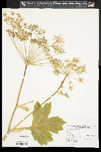 Heracleum maximum image