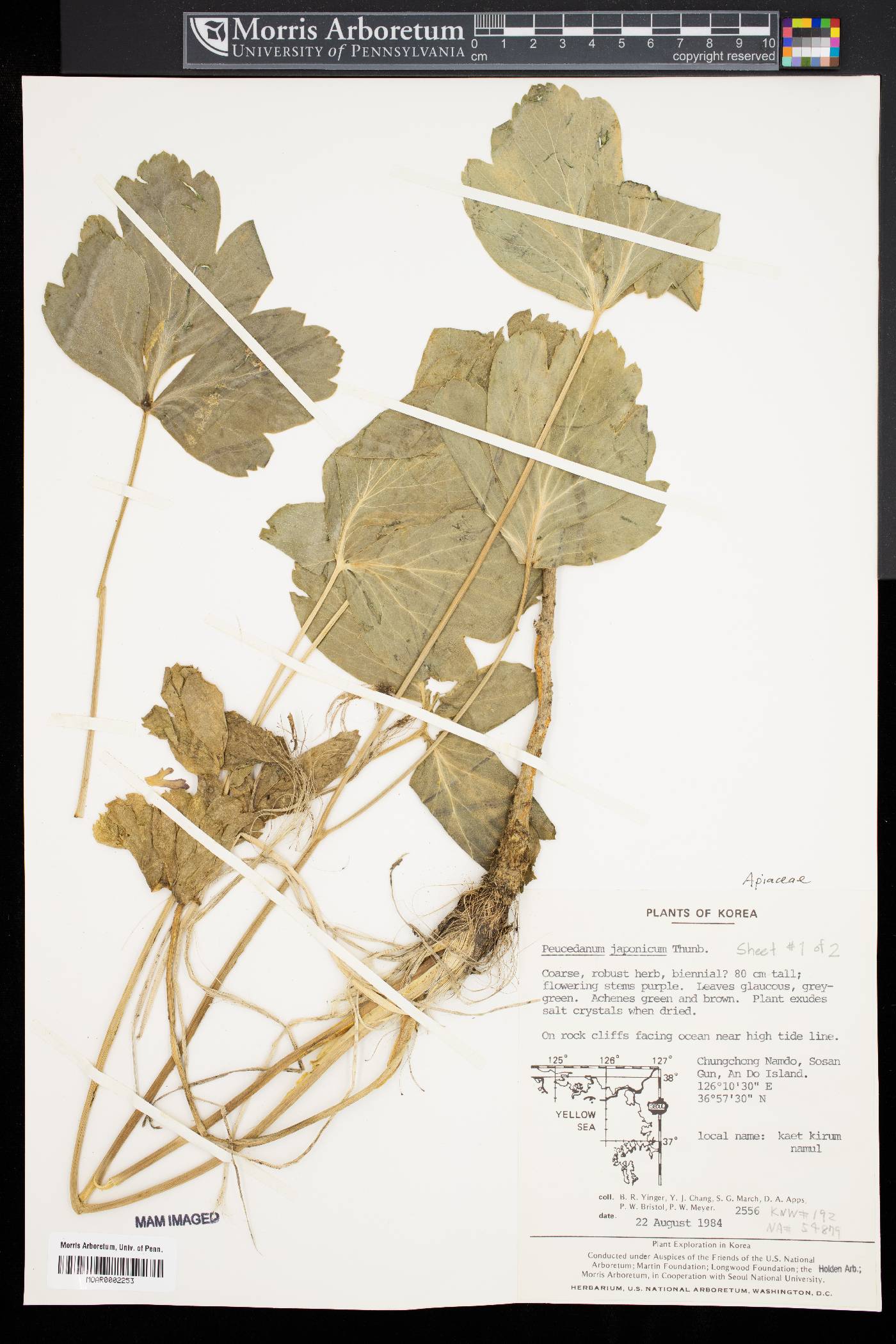 Peucedanum litorale image