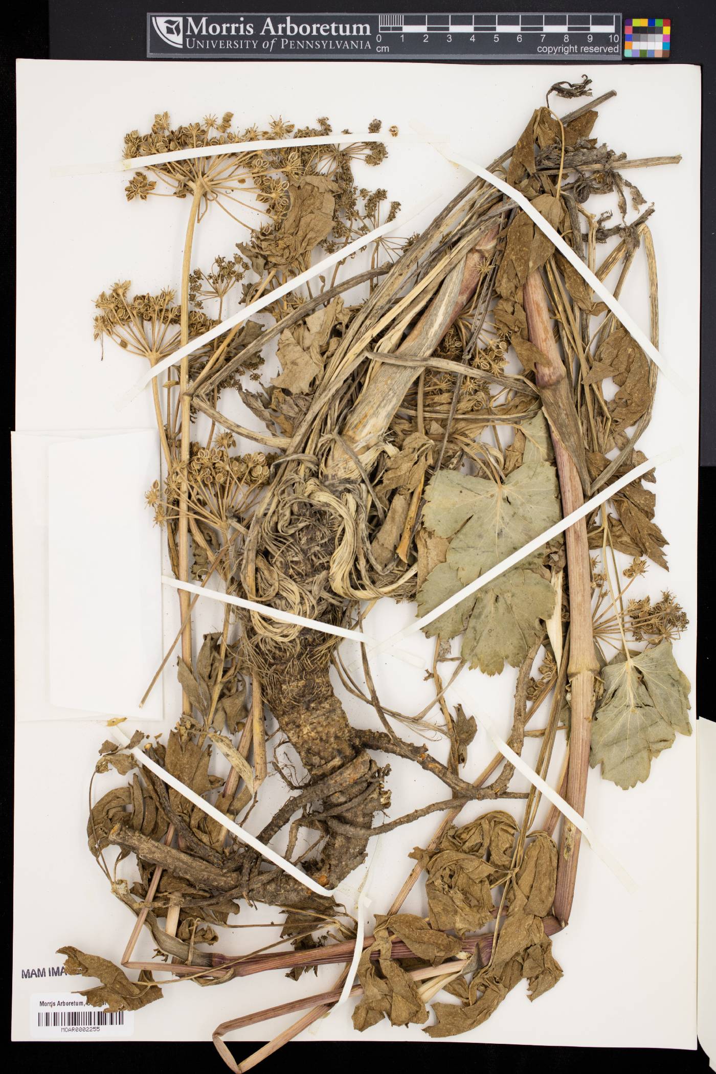 Peucedanum litorale image