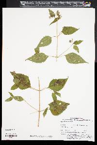 Ageratina aromatica image