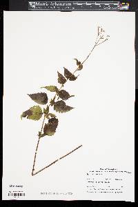 Ageratina aromatica image