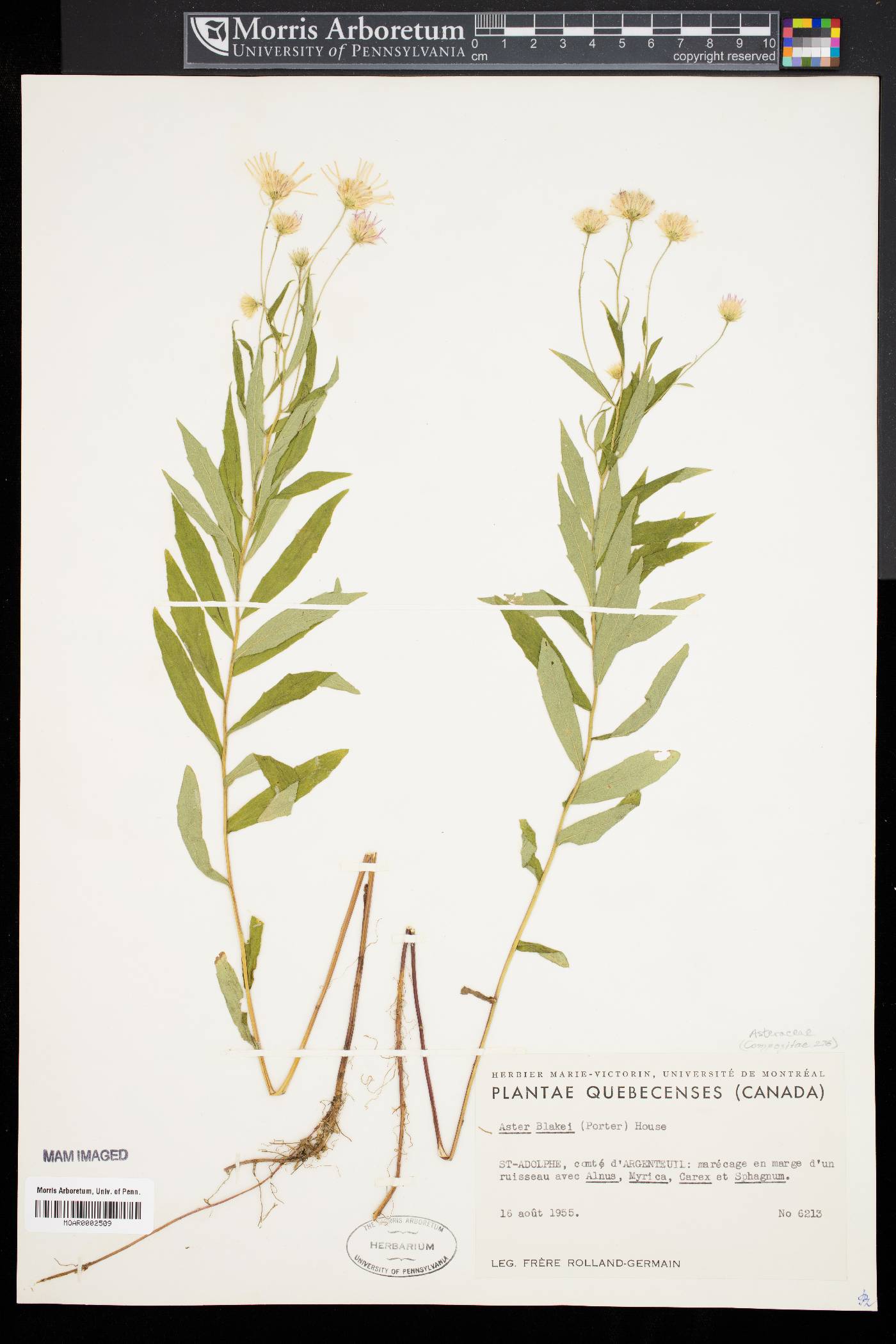 Aster blakei image