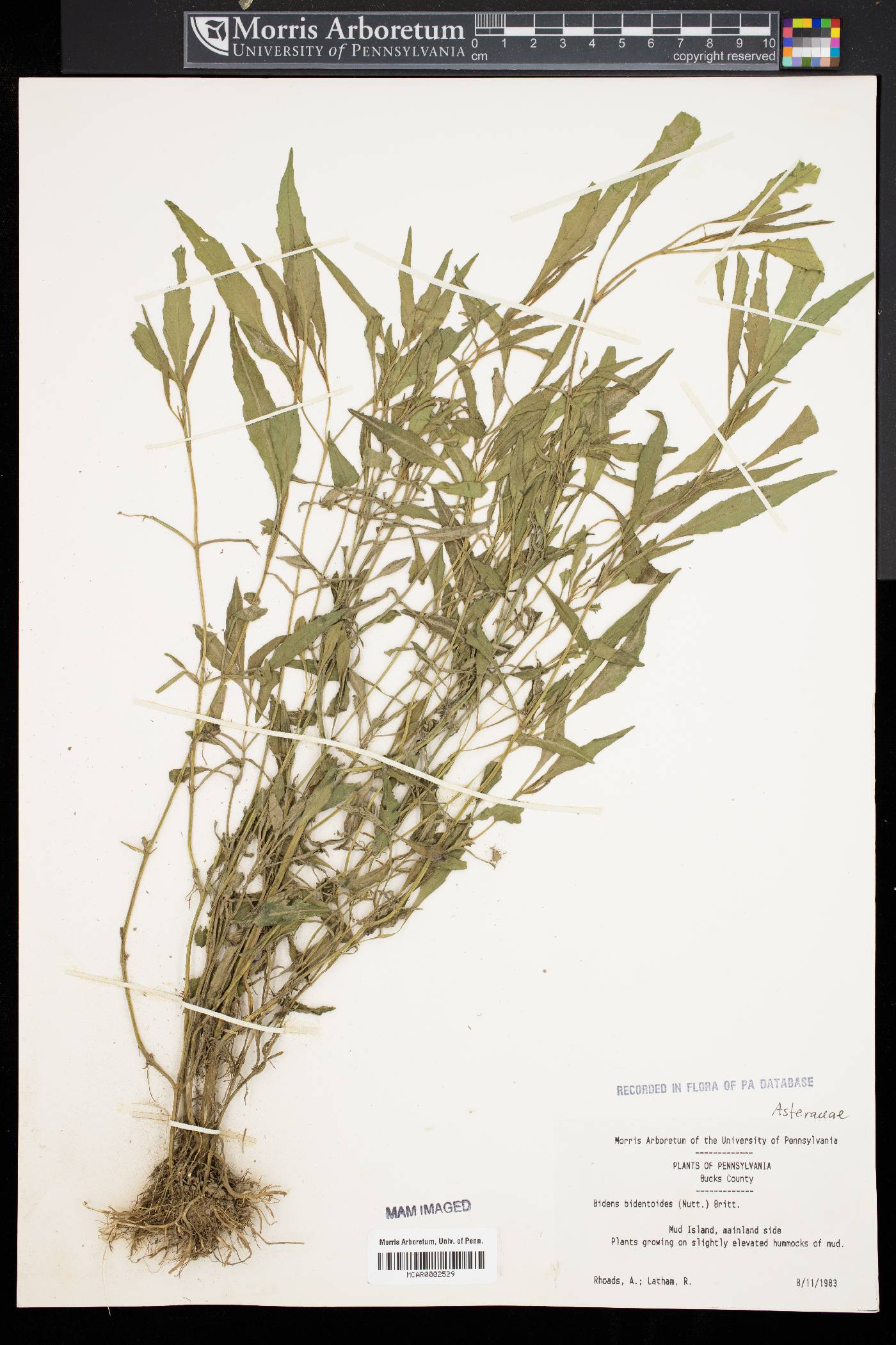 Bidens bidentoides image