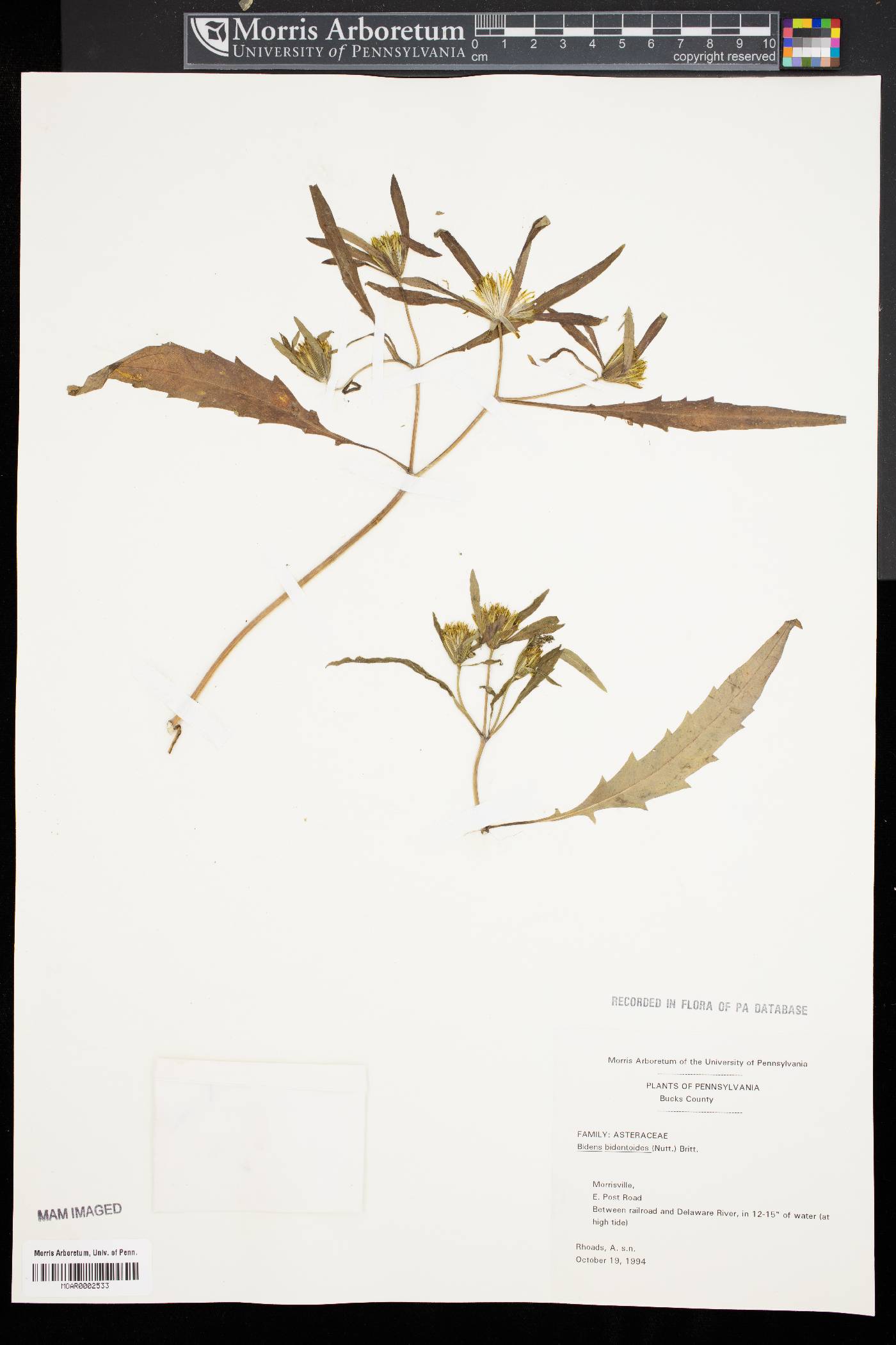 Bidens bidentoides image