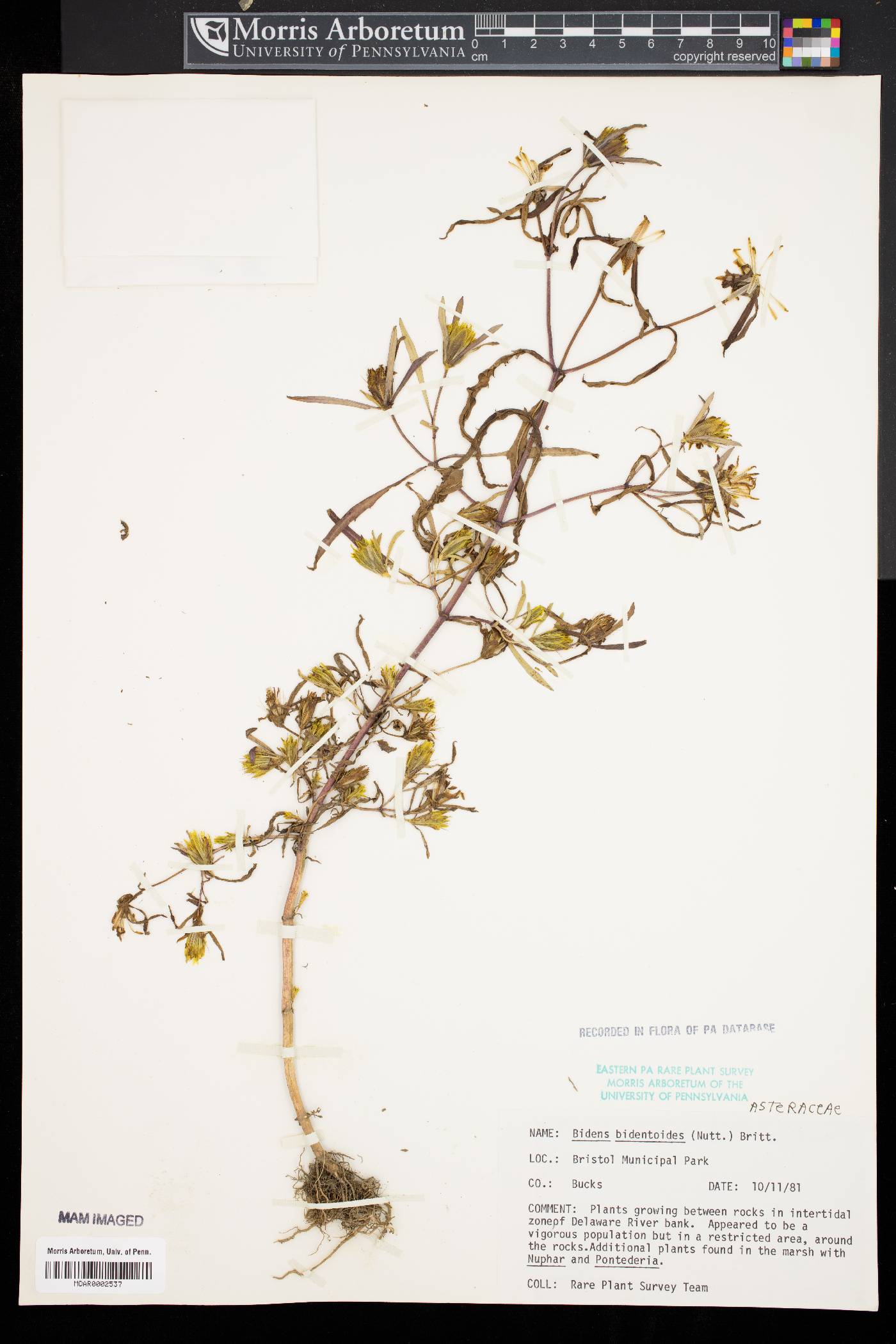 Bidens bidentoides image